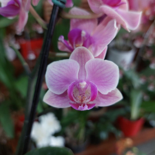 Orquidea Mini Phalaenopsis Planta Natural Rose Goiaba Rara