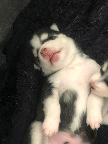 Imagen 2 de 6 de Cachorros Husky Siberianos Buena Genética