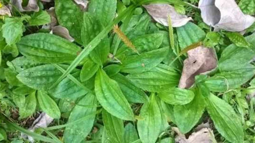 Tanchagem, 100 Gr Erva Seca Para Chá