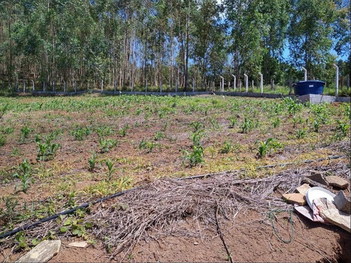 Imagem 23 de 30 de Linda Chácara Com 02 Dormitórios, Piscina, Espaço Gourmet, Vista Deslumbrante, Pertinho Da Cidade, À Venda, 4000 M² Por R$ 350.000 Em Pinhalzinho/sp - Ch0154