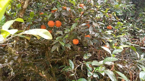 Imagem 5 de 15 de Sítio / Chácara Para Venda Em Quatro Barras, Centro - 140_2-1416869
