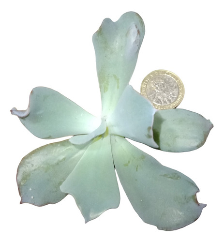 Echeveria Culibra