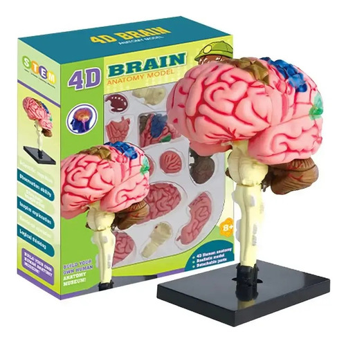 Modelo Anatómico Estudio Cerebro Humano Arterias Puzzle 4d