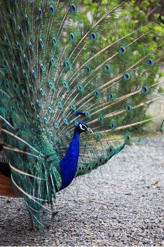 Cuadro 30x45cm Pavo Real Animal Naturaleza Peacock Color M4