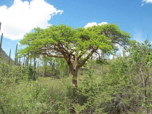 Arbol De Copal
