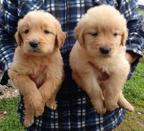 Imagen 2 de 5 de Cachorros Golden Puros Machos Entrega En El Día.