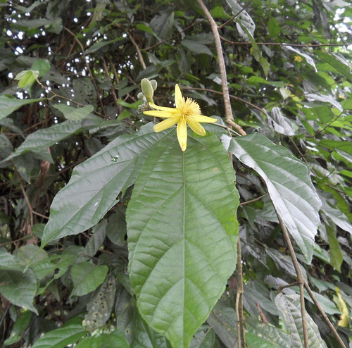 Èwé Àtòrí / Òrè Èwòò Glyphaea Brevis - Planta Africana