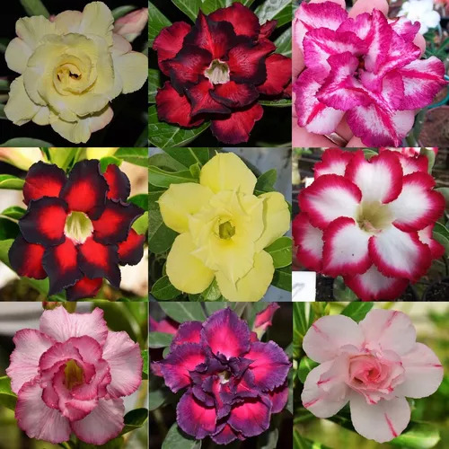 20 Sementes Selecionadas Rosas Do Deserto Adenium Premium.