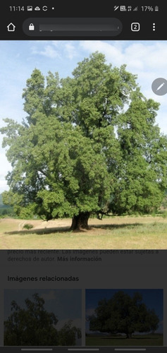 Árbol Quillay 1,5 Mts A Domicilio Solo A Rm Abonado