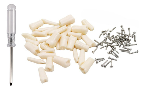 Paquete De Dientes 32 Dientes Tipodonto Con Destornillador Y Tornillos Modelos Anatomicos Para Nissin 32 Dientes Tipodonto