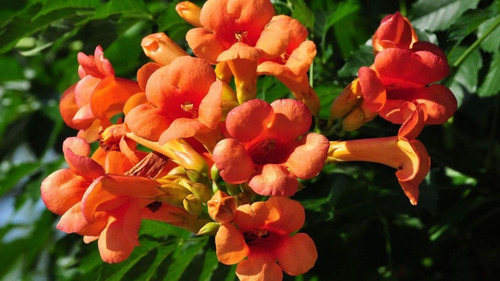 Imagen 2 de 4 de Bignonia De Invierno, Trompetero Naranja 5lts