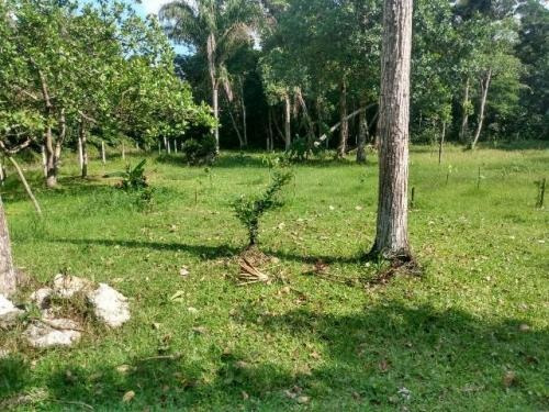 Imagem 8 de 10 de Boa Chácara No Jardim Coronel Em Itanhaém