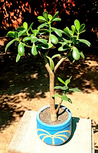 Suculenta Crassula Ovata(jade) Maceta Arcilla