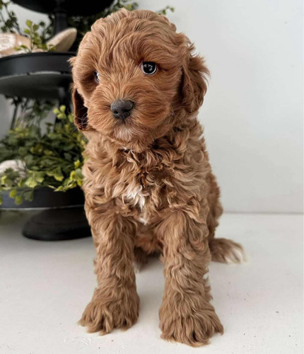 Labradoodle Macho Certificado Genetica Australiana Americana