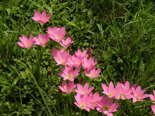 Zephyranthes Fosteri - Semillas