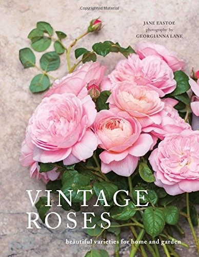 Rosas Vintage Hermosas Variedades Para El Hogar Y El Jardin