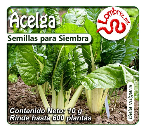 Acelga Verde 600 Semillas Para Siembra 10 Gr Var. Fordhook