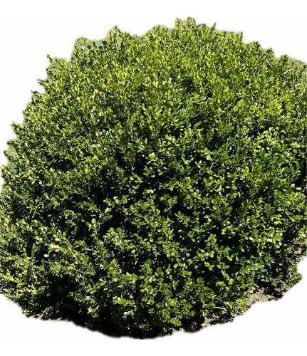 Planta Cerco Vivo Buxus Siempre Verde Arbusto Oferta