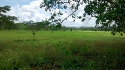 Vendo Finca Totalmente Operativa Y Productiva. Tierras Propias. Ubicada En Farriar. Yaracuy. 1.080 Ha. E. Waldemar