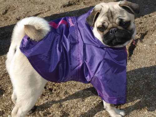 Piloto De Lluvia Para Perro Rompeviento Medianos Chicos
