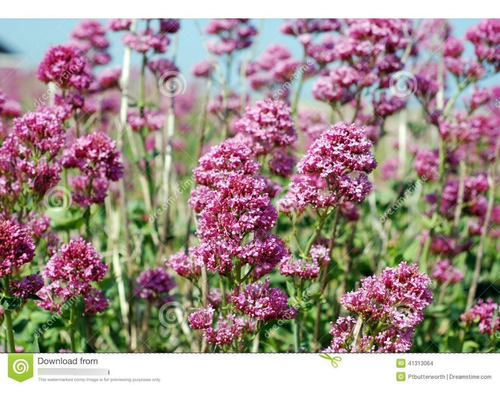 Valeriana 100 Gr, Erva Seca Para Chá