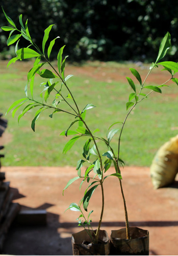 Planta Palo Rosa Aspidosperma Polyneuron 60 Cm 2 Años Envios