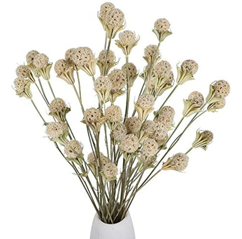 ~?xhxstore 40 Bolas Ramo De Flores Secas Naturales Craspedia