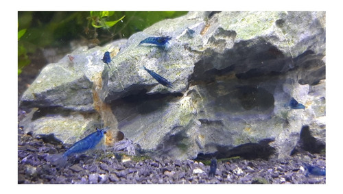 Imagen 8 de 10 de Camaron Blue X 10 Gambas Azules Neocaridina Fotos Reales!!!!