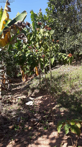 Imagem 12 de 30 de Chácara Com Casa Simples Em Campo Limpo Paulista 8.850 M² - Ch00060 - 34270356