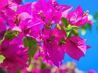 wallpapers Flor Bugambilia Azul bugambilia azul planta mercadolibre