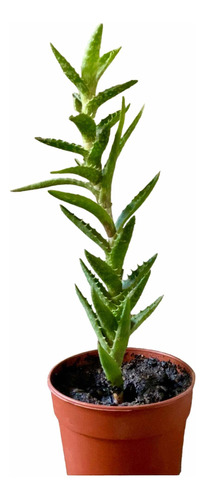 Aloe Juvenna