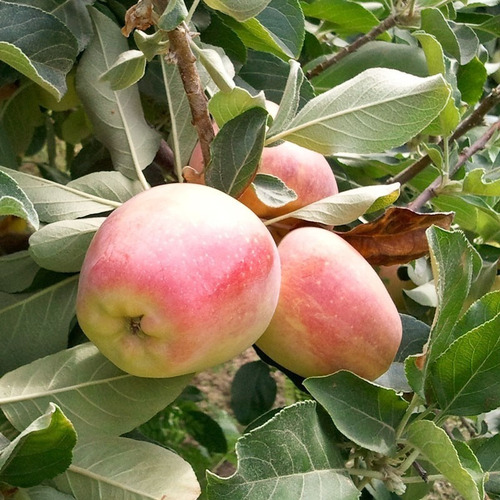 Planta De Manzana Var. Ana Arbol Frutal Injerto, Ecuador