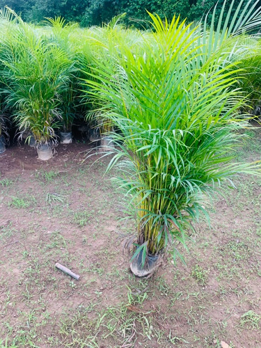 Dypsis Lutescens (palma Areca)