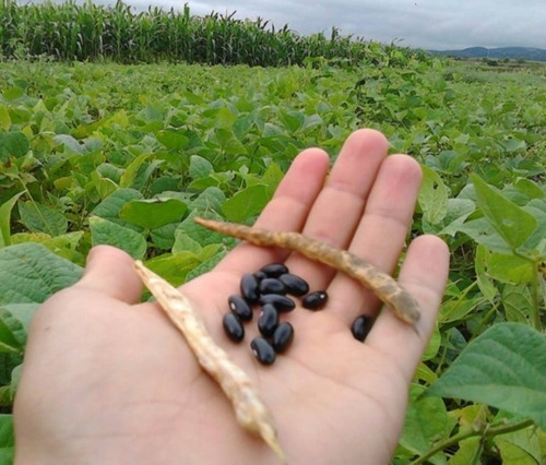 Imagen 3 de 4 de Herbicida Basagran 480