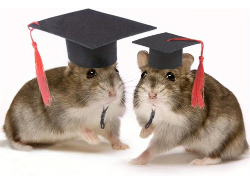 Gorra Pequeña De Hamster Doctor Para Mascotas Graduadas, Col