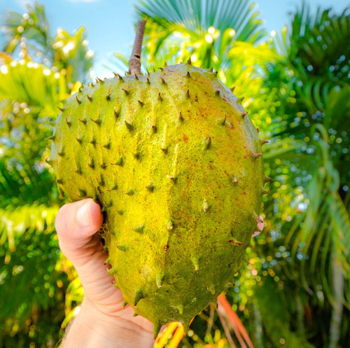 Guanabana ( Muricata ) (certificado)