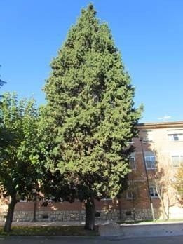 Cedro Blanco ( Arbol ) , Teotlate , Cipres Mexicano 1.70m