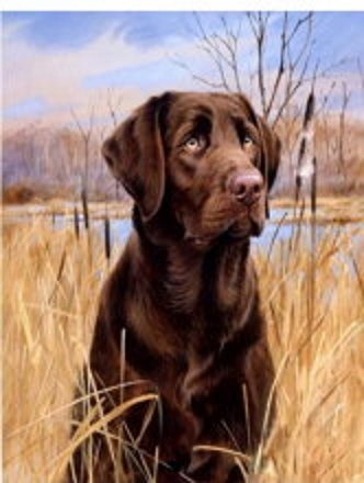 Pintura Numerada Cão Labrador