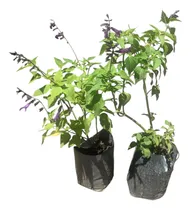 Comprar Salvia Guaranitica - Salvia Azul  Greggi Involucrata Y Otras