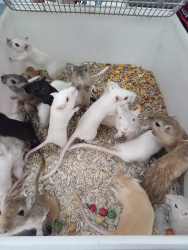 Gerbil Ou Esquilo Da Mongólia. Varias Cores. Machos E Femeas