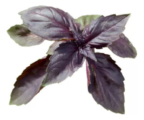 900 Semillas De Albahaca Morada Hortalizas