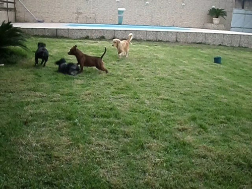 Imagem 6 de 10 de Adestrador De Cães