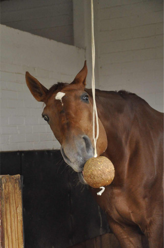 Premios Para Caballos