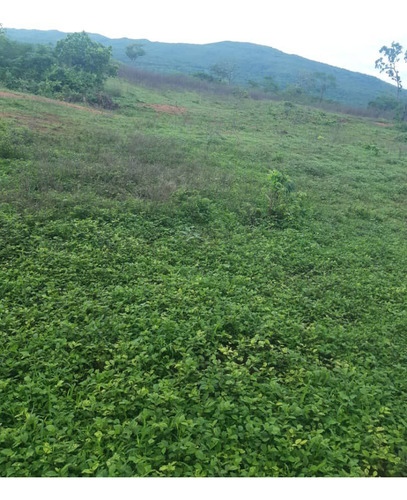 En Venta Finca En San Carlos Cojedes Asesor Carlos Daniel