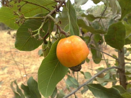 Cajuzinho Do Cerrado Cajuí ( 30 Sementes Selecionadas )