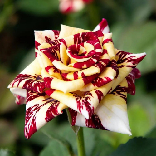 Rosas Abracadabra Bicolor - 3 Mudas Variadas Pronta Entrega