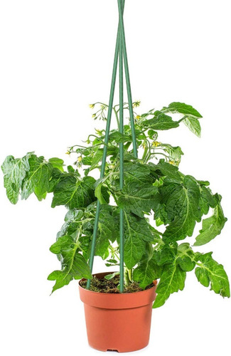 Imagen 5 de 7 de Tutores Para Plantas Largo 90 Cm.