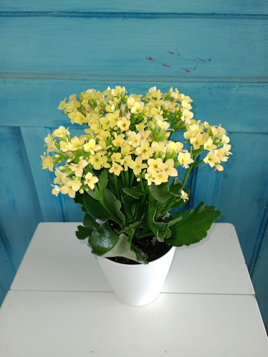 Suculenta Kalanchoe Flor Da Fortuna Amarela No Vaso Branco