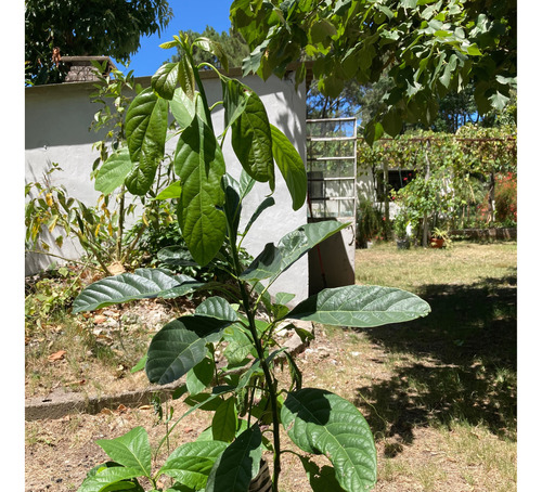 Árboles De Palta