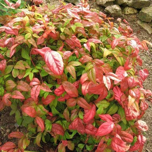 Imagen 1 de 3 de Nandina Domestica, Bambú Sagrado, Bambú Divino 10lts